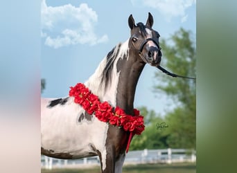 Andere Rassen, Hengst, 8 Jaar, 115 cm, Tobiano-alle-kleuren