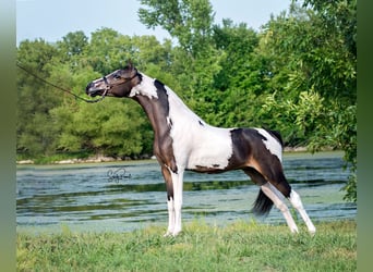 Andere Rassen, Hengst, 8 Jaar, 115 cm, Tobiano-alle-kleuren