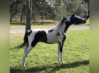 Andere Rassen, Hengst, 8 Jaar, 115 cm, Tobiano-alle-kleuren