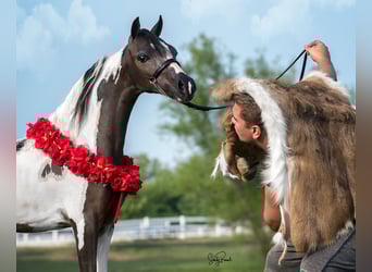 Andere Rassen, Hengst, 8 Jaar, 115 cm, Tobiano-alle-kleuren