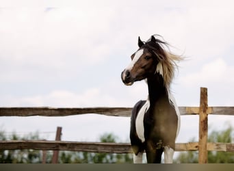 Andere Rassen, Hengst, 8 Jaar, 115 cm, Tobiano-alle-kleuren