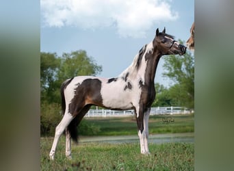 Andere Rassen, Hengst, 8 Jaar, 115 cm, Tobiano-alle-kleuren