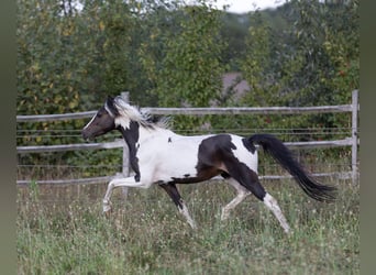 Andere Rassen, Hengst, 8 Jaar, 115 cm, Tobiano-alle-kleuren