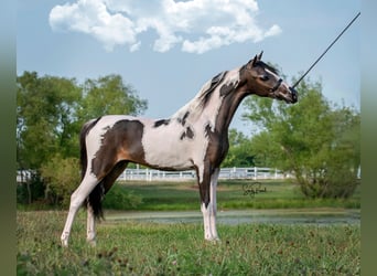 Andere Rassen, Hengst, 8 Jaar, 115 cm, Tobiano-alle-kleuren