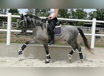 Andere Rassen, Hengst, 8 Jaar, 163 cm, Schimmel