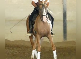 Andere Rassen Mix, Hengst, 8 Jaar, 166 cm, Overo-alle-kleuren