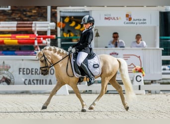 Andere Rassen Mix, Hengst, 9 Jaar, 113 cm, Palomino