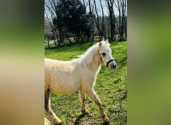 Andere Rassen, Hengst, Veulen (01/2026), 100 cm, Palomino