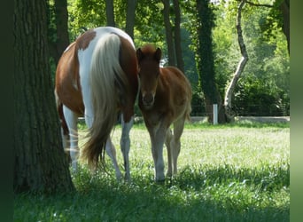 Andere Rassen, Hengst, , 140 cm, Vos