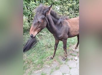 Andere Rassen, Hengst, Veulen (04/2025), 150 cm, Bruin