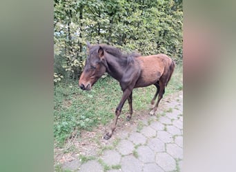 Andere Rassen, Hengst, Veulen (04/2025), 150 cm, Bruin