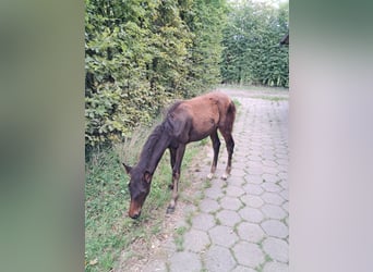 Andere Rassen, Hengst, Veulen (04/2025), 150 cm, Bruin