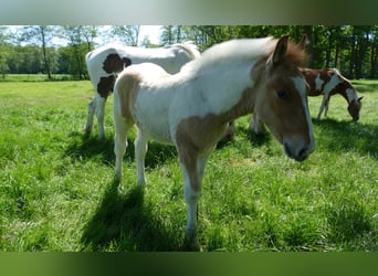 Andere Rassen, Hengst, , 150 cm, Gevlekt-paard