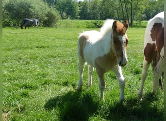 Andere Rassen, Hengst, , 150 cm, Gevlekt-paard