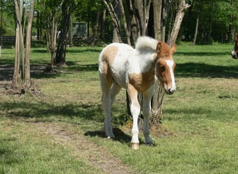 Andere Rassen, Hengst, , 150 cm, Gevlekt-paard