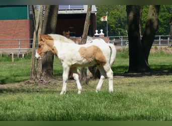 Andere Rassen, Hengst, , 150 cm, Gevlekt-paard
