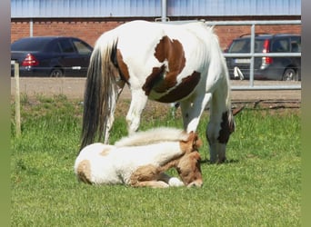 Andere Rassen, Hengst, , 150 cm, Gevlekt-paard