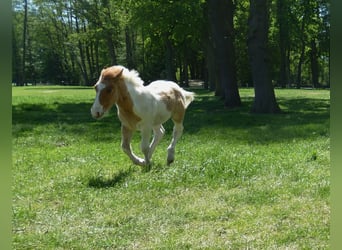 Andere Rassen, Hengst, , 150 cm, Gevlekt-paard