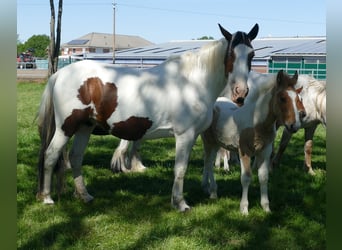 Andere Rassen, Hengst, , 150 cm, Gevlekt-paard