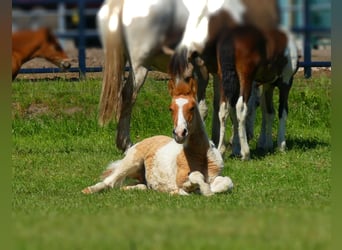 Andere Rassen, Hengst, , 150 cm, Gevlekt-paard