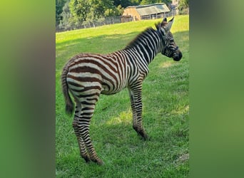 Andere Rassen, Hengst, Veulen (08/2025), 91 cm, Zwart