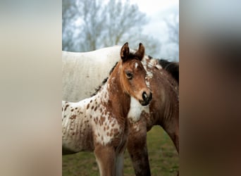 Andere Rassen Mix, Hengst, Veulen (03/2026), Appaloosa