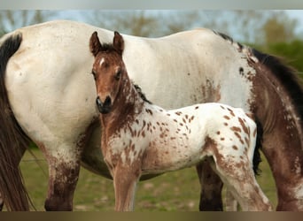 Andere Rassen Mix, Hengst, Veulen (03/2026), Appaloosa
