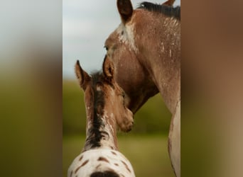 Andere Rassen Mix, Hengst, Veulen (03/2026), Appaloosa