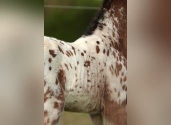 Andere Rassen Mix, Hengst, Veulen (03/2026), Appaloosa