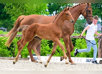 Andere Rassen, Hengst, , Bruin