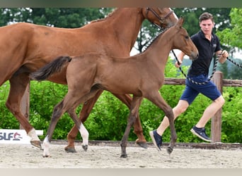 Andere Rassen, Hengst, , Bruin