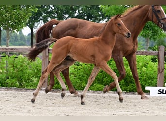 Andere Rassen, Hengst, , Bruin