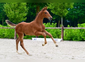 Andere Rassen, Hengst, , Bruin