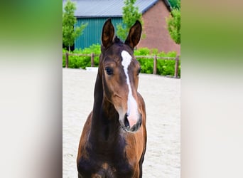 Andere Rassen, Hengst, , Bruin