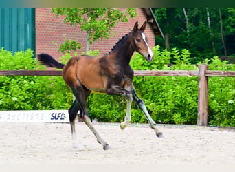 Andere Rassen, Hengst, , Bruin