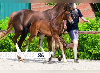 Andere Rassen, Hengst, , Bruin