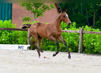 Andere Rassen, Hengst, , Bruin