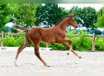 Andere Rassen, Hengst, , Bruin