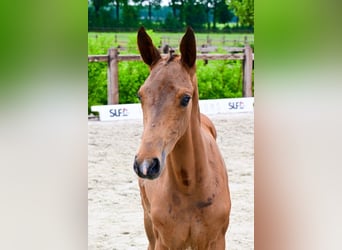 Andere Rassen, Hengst, , Bruin