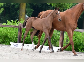 Andere Rassen, Hengst, , Bruin