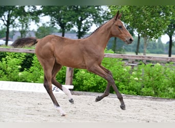Andere Rassen, Hengst, , Bruin