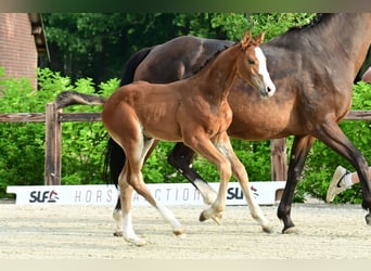 Andere Rassen, Hengst, , Bruin