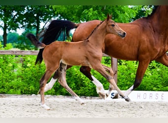 Andere Rassen, Hengst, , Bruin