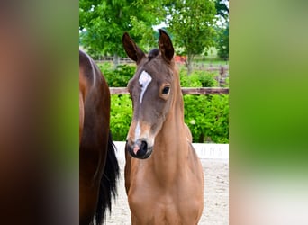 Andere Rassen, Hengst, , Bruin