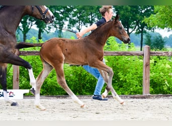 Andere Rassen, Hengst, , Donkerbruin