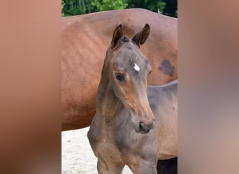 Andere Rassen, Hengst, , Donkerbruin