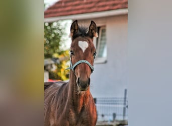 Andere Rassen, Hengst, Veulen (05/2025), Roodbruin