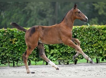 Andere Rassen, Hengst, veulen (06/2024)