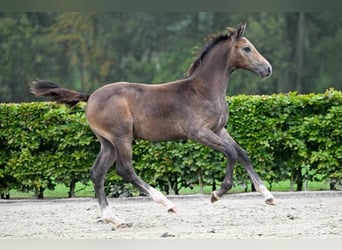 Andere Rassen, Hengst, veulen (05/2024)