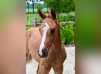 Andere Rassen, Hengst, , Vos